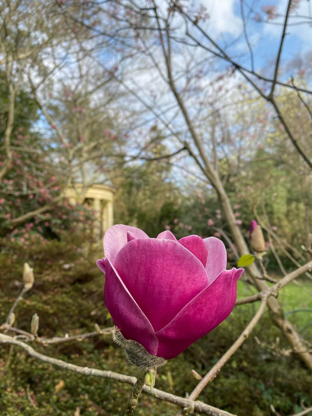 Magnolia 'Sweet Merlot' flower, a single deep pink-purple cup-shaped bloom on a bare branch, with buds and a garden gazebo behind.