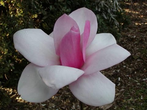 Magnolia 'Sweetheart'