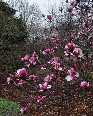 Magnolia 'Todd Gresham' in early spring, its bare branches covered in goblet-shaped red-purple flowers with white interiors, above a bark-mulched garden bed.