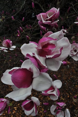 Magnolia 'Todd Gresham' (magnolia) in flower on bare branches, with open blooms that are white inside and magenta-pink outside, beaded with water droplets above a mulched ground.