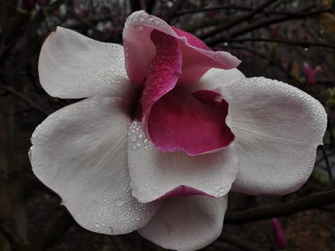 Magnolia 'Todd Gresham'