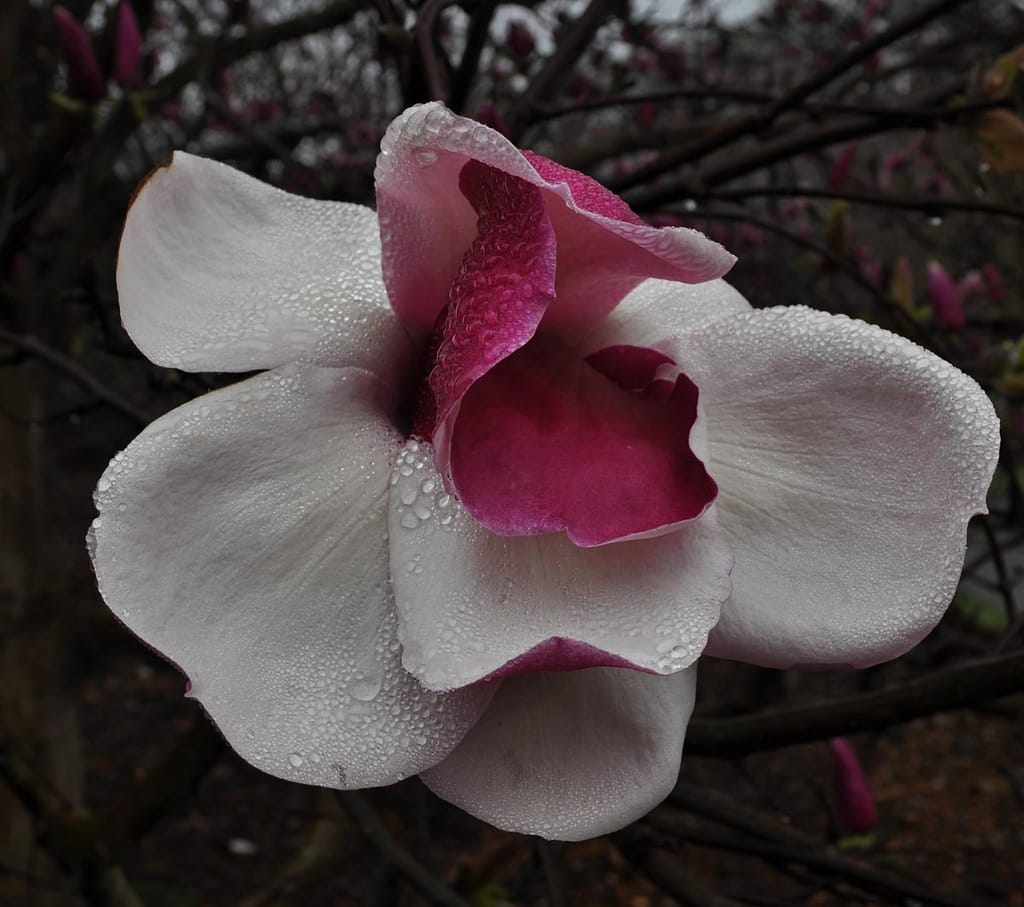 Magnolia 'Todd Gresham' flower with white outer petals and deep pink inner petals, beaded with water droplets against bare dark branches.