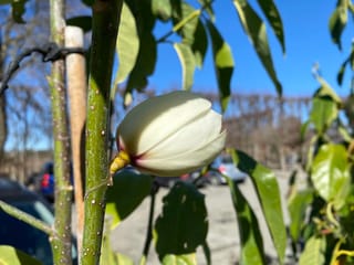 Michelia 'Touch of Pink' with a cream-white flower bud tinged pink at its base, beside a green stem and glossy leaves, staked outdoors.
