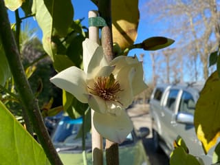Michelia 'Touch of Pink' with an open creamy-white flower showing a golden-brown centre, staked beside a trunk, with glossy green leaves and a car park behind.