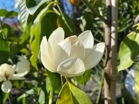 Michelia 'Touch of Pink'