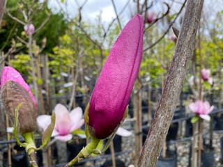 Magnolia 'Ula' (Magnolia) bud, a deep magenta-pink closed flower on a bare stem, with potted trees and open pink blooms behind.