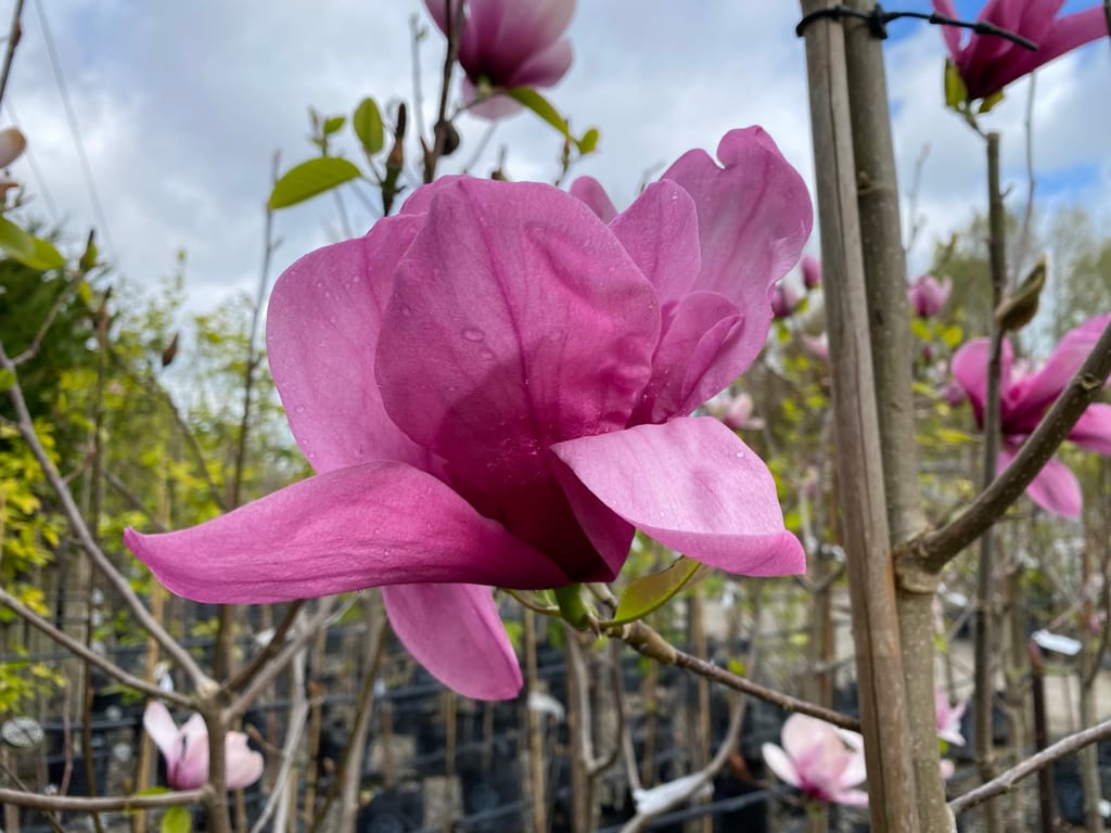 Magnolia 'Ula' with a large bright pink bloom with raindrops on its petals, on a bare branch among staked nursery plants.
