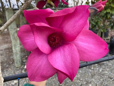 Magnolia 'Vulcan'