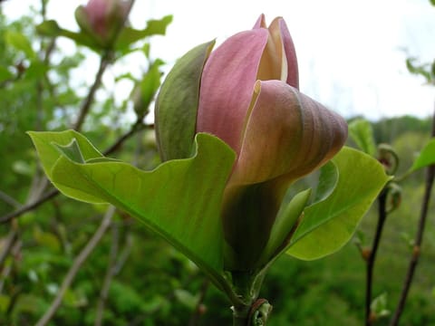 Magnolia x brooklynensis 'Woodsman'