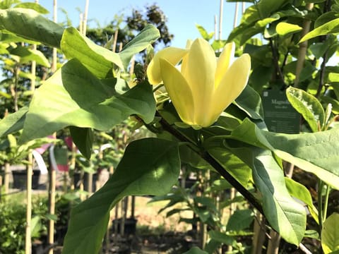 Magnolia x brooklynensis 'Yellow Bird'
