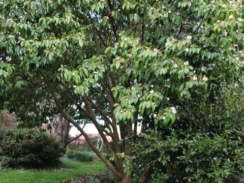 Michelia x foggii 'Bubbles'