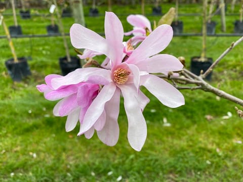 Magnolia x loebneri 'Leonard Messel'