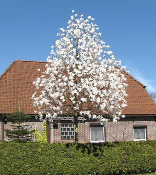 Magnolia x loebneri 'Merrill' (Loebner Magnolia) in full bloom, a bare-branched tree covered in white star-shaped flowers in front of a brick house with a tiled roof.