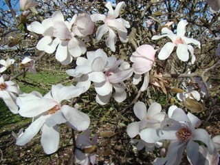 Magnolia x loebneri 'Merrill' (Loebner Magnolia) in flower, with white star-shaped blooms, some tinged pink, on bare branches above a lawn.