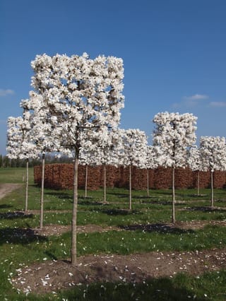 Magnolia x loebneri 'Merrill' (Loebner Magnolia) trained as pleached standards with square canopies of white flowers, in rows on grass before a copper beech hedge.