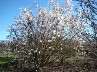 Magnolia x loebneri 'Merrill' (Loebner Magnolia), a multi-stemmed bare-branched tree covered in white star-shaped spring flowers, growing in a nursery field under blue sky.