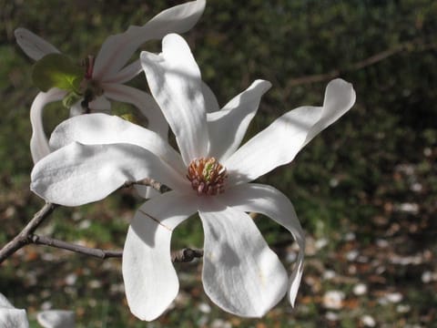 Magnolia x loebneri 'Merrill'
