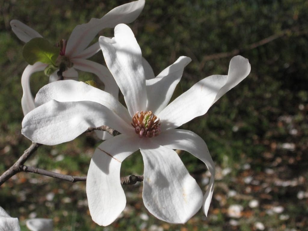 Magnolia x loebneri 'Merrill' (Loebner Magnolia) flower with long, strap-like white petals and a pale centre, on a bare branch above fallen petals.