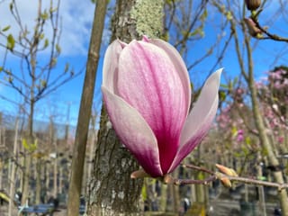 Magnolia x soulangeana (Saucer Magnolia) bloom with pink-flushed white petals opening on a bare branch, with young trees and blue sky behind.