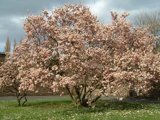 Magnolia x soulangeana (Saucer Magnolia) in full bloom, a multi-stemmed tree covered in pink-white flowers on bare branches, standing on a lawn with fallen petals.