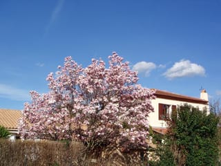Magnolia x soulangeana (Saucer Magnolia) in full bloom, covered in pink and white flowers on bare branches beside a house under a blue sky.