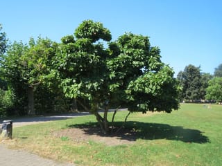 Magnolia x soulangeana (Saucer Magnolia) in full leaf, a multi-stemmed tree with a layered, rounded canopy of broad green leaves on a park lawn.