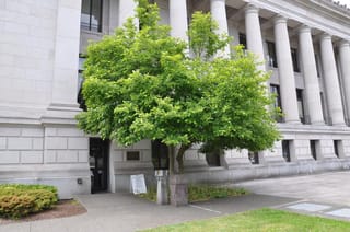 Magnolia x soulangeana (Saucer Magnolia), a small multi-stemmed tree in full green leaf, growing beside a pale stone building with tall columns.