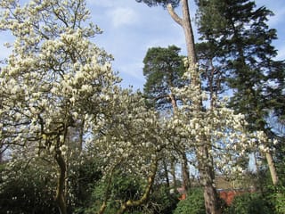 Magnolia x soulangeana 'Alba' (Saucer Magnolia) in full bloom, with white flowers covering bare branches beside tall evergreen trees under a blue sky.