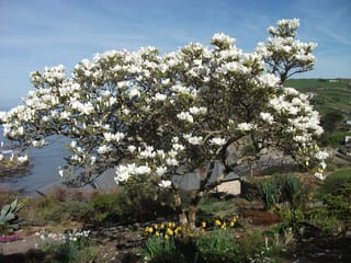 Magnolia x soulangeana 'Alba' (Saucer Magnolia), a spreading tree covered in white flowers, in a coastal garden with yellow daffodils and the sea behind.