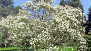 Magnolia x soulangeana 'Alba' (Saucer Magnolia), a broad multi-stemmed tree covered in white blooms on bare branches, beside lawn and dark evergreens.