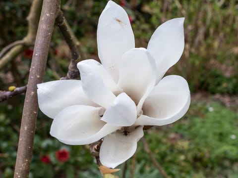 Magnolia x soulangeana 'Alba'