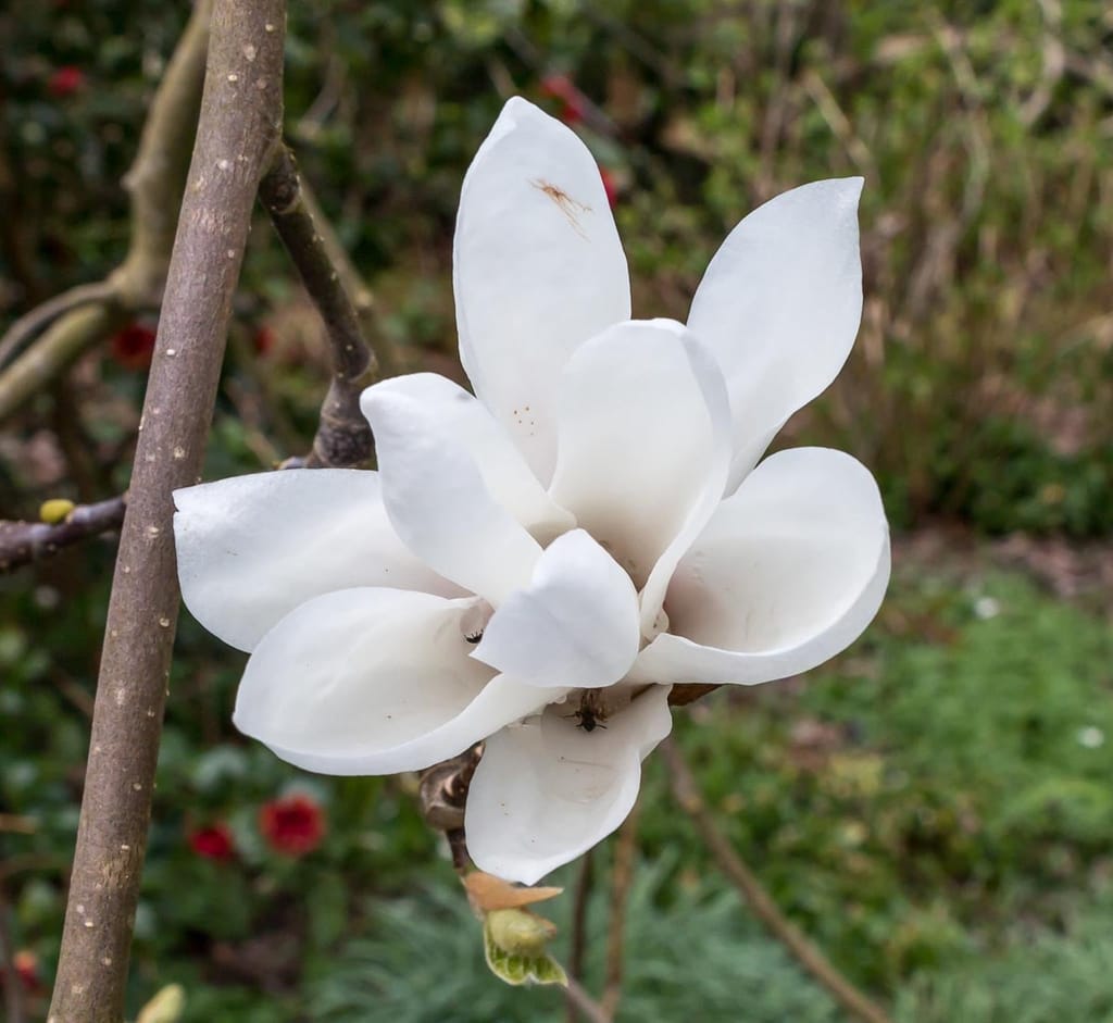 Magnolia x soulangeana 'Alba' (Saucer Magnolia) with a single open white flower on a bare grey-brown branch, against a blurred garden background.