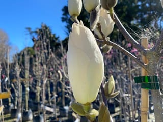 Large cream-white flower bud of Magnolia x soulangeana 'Lennei Alba' (Saucer Magnolia) on a bare branch, with rows of nursery plants behind.