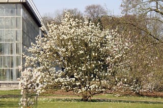 Magnolia x soulangeana 'Lennei Alba' (Saucer Magnolia), a multi-stemmed tree covered in white blooms on bare branches, beside a glasshouse and lawn.