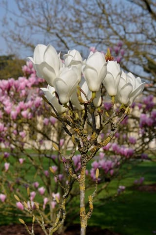 Magnolia x soulangeana 'Lennei Alba' (Saucer Magnolia), a young bare-branched tree with upright white goblet flowers, with pink-flowering magnolias blurred behind on a lawn.