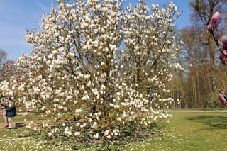 Magnolia x soulangeana 'Lennei Alba' (Saucer Magnolia), a leafless multi-stemmed tree covered in white goblet-shaped flowers, with fallen petals on the lawn beneath.