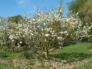 Magnolia x soulangeana 'Lennei Alba' (Saucer Magnolia) in full bloom, a multi-stemmed tree covered in white flowers on bare branches, with fallen petals on the ground.