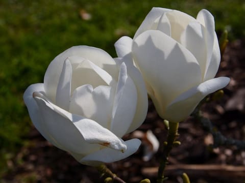 Magnolia x soulangeana 'Lennei Alba'