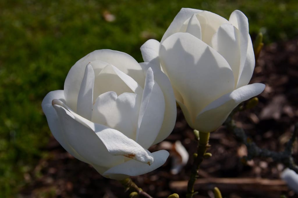 Two ivory-white goblet-shaped flowers of Magnolia x soulangeana 'Lennei Alba' (Saucer Magnolia) on bare stems, with mulch and grass behind.