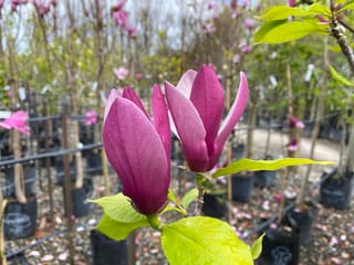 Magnolia x soulangeana 'Old Port' (Saucer Magnolia) with two wine-purple flower buds and fresh green leaves, with potted trees behind in a nursery.