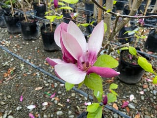 Magnolia x soulangeana 'Old Port' (Saucer Magnolia) with an open pink-purple and white flower and fresh green leaves, on a potted nursery tree.
