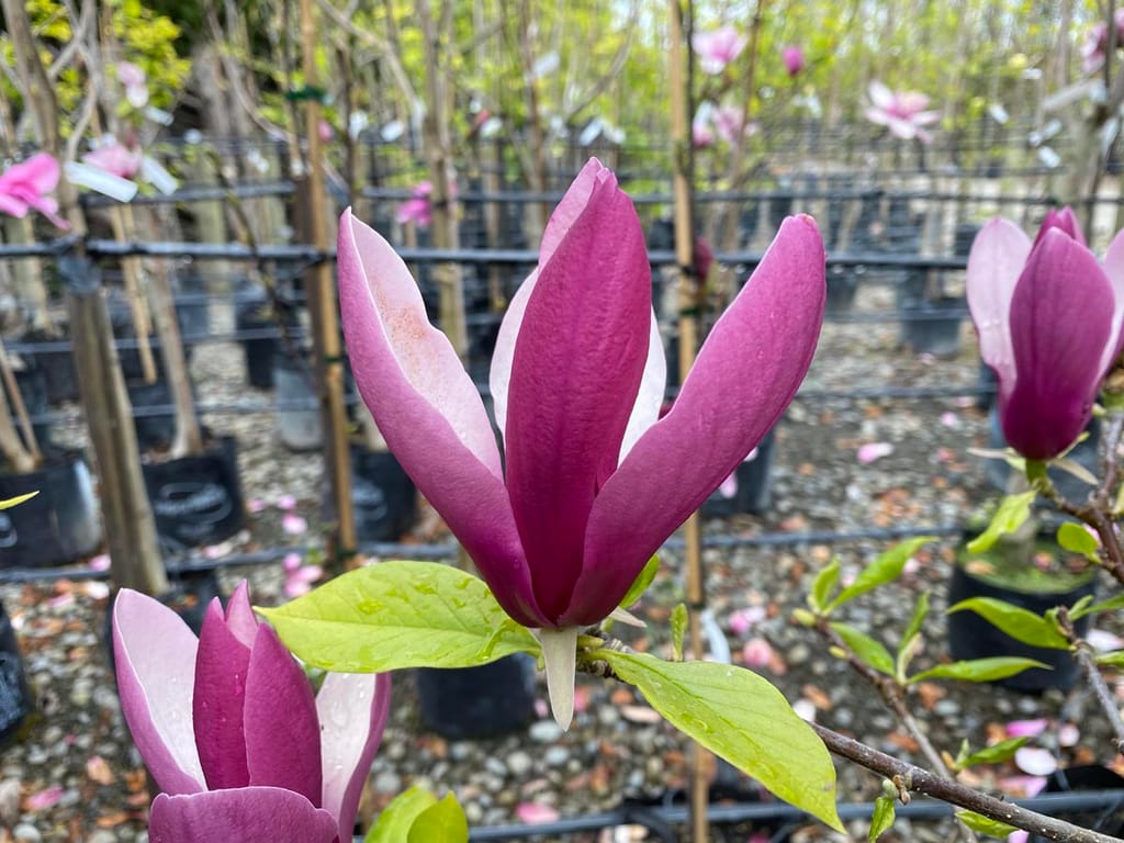 Magnolia x soulangeana 'Old Port' (Saucer Magnolia) with deep magenta-purple flower buds and fresh green leaves, in a nursery with staked potted trees behind.