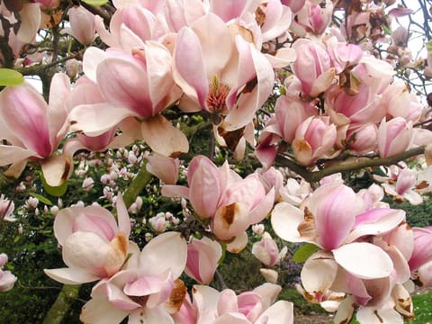 Magnolia x soulangeana 'San Jose'