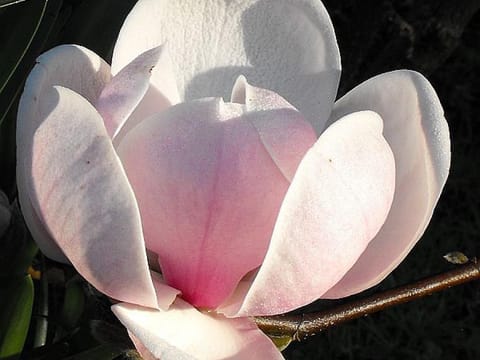 Magnolia x soulangeana 'Sundew'