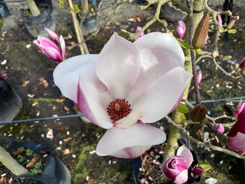 Magnolia x soulangeana