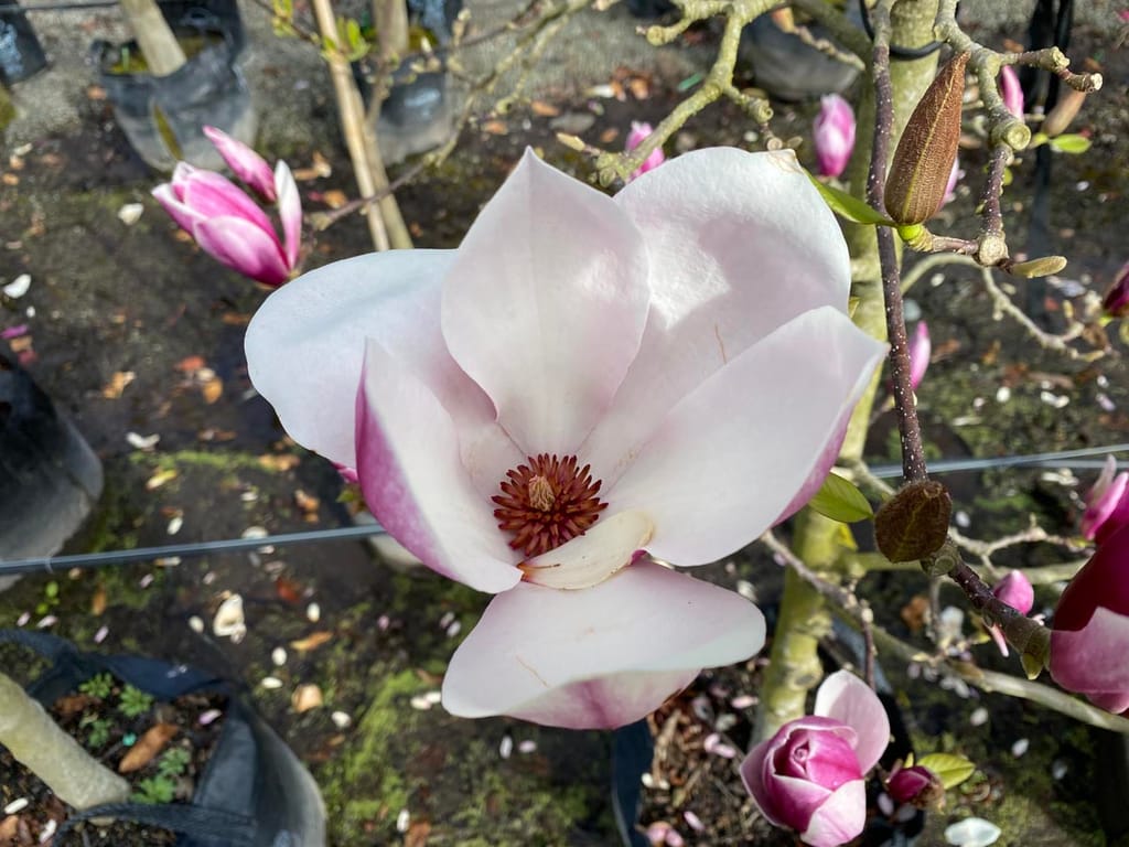 Magnolia x soulangeana (Saucer Magnolia) with an open pale pink-white bloom and red-brown centre, surrounded by pink buds on bare branches above potted soil.