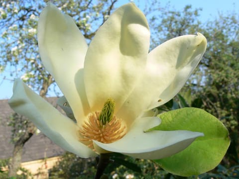 Magnolia 'Yellow Fever'