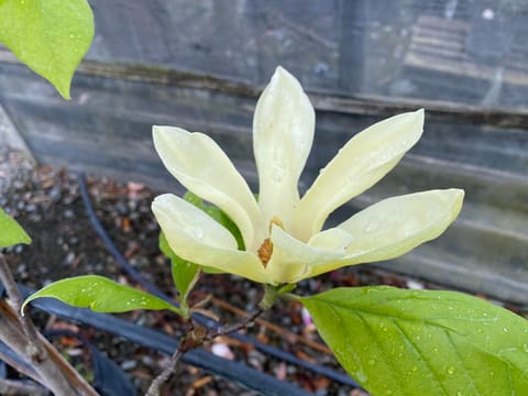 Magnolia 'Yellow Lantern'