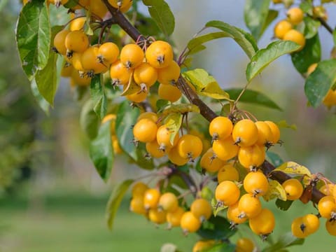 Malus 'Arrow Gold'