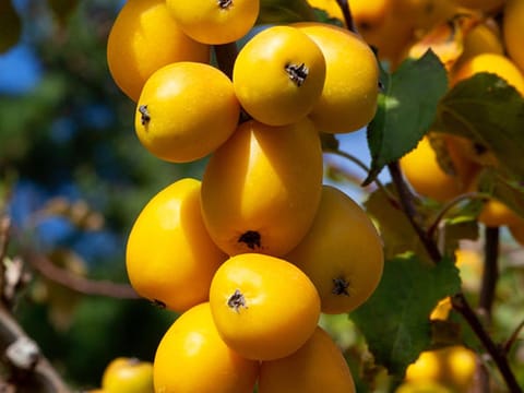 Malus 'Autumn Gold'